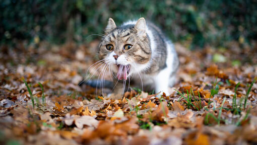 Cat pukes after every meal best sale